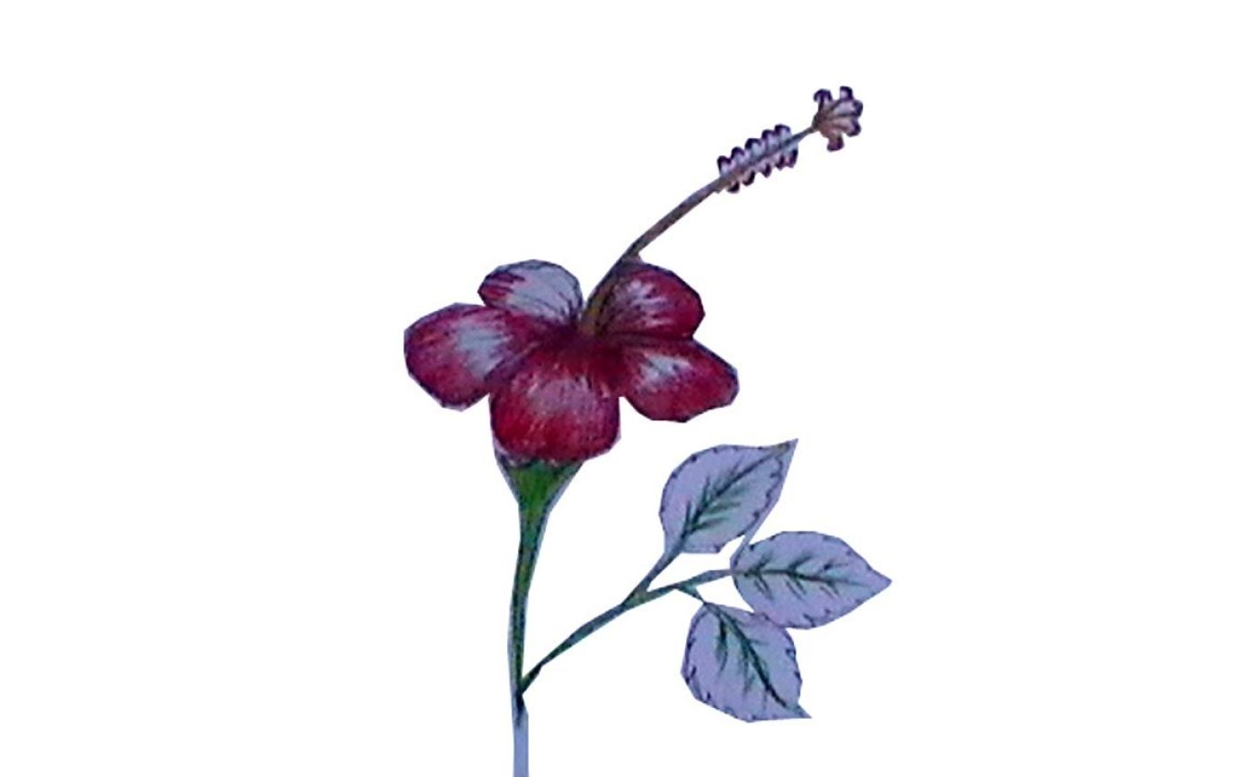 1368x855 How To Draw A Hibiscus Flower Step