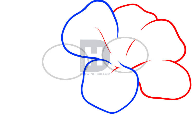 789x490 How To Draw Hawaiian Flowers, Step