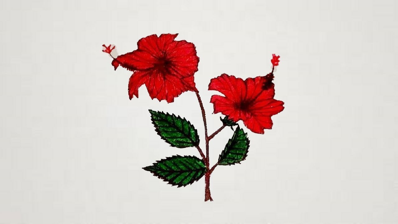 1280x720 How To Draw Hibiscus Flower Step
