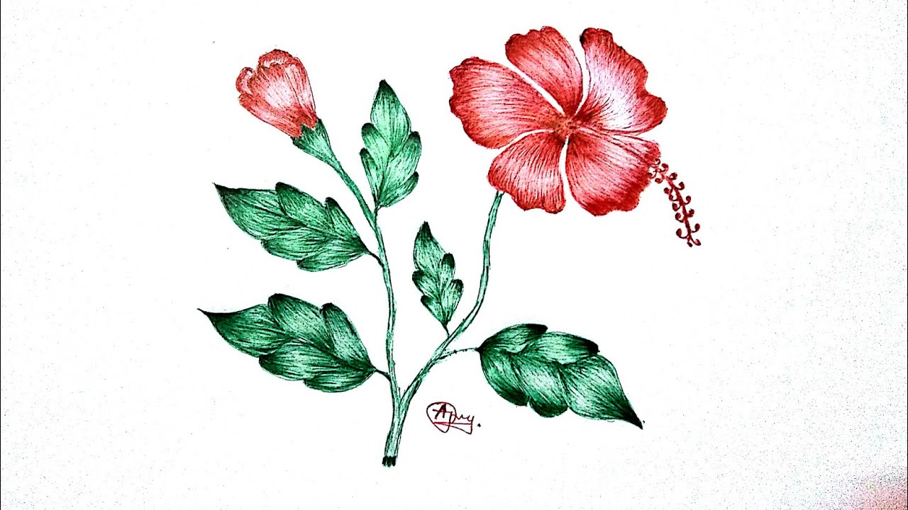 1280x720 How To Draw Hibiscus Flower Step