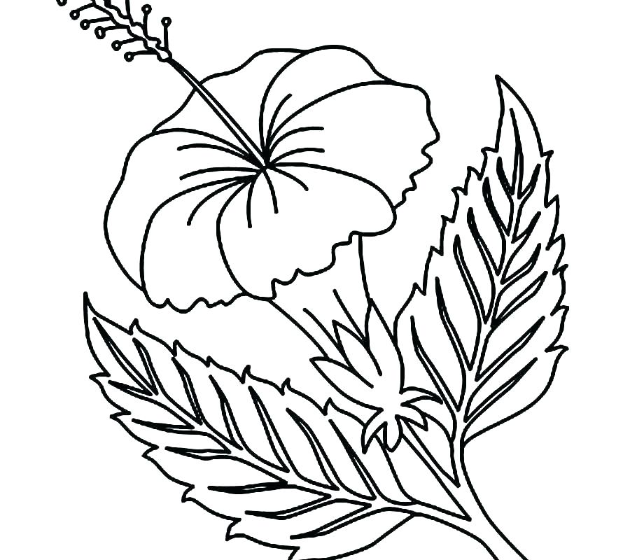 900x800 Free Hibiscus Flower Coloring Pages