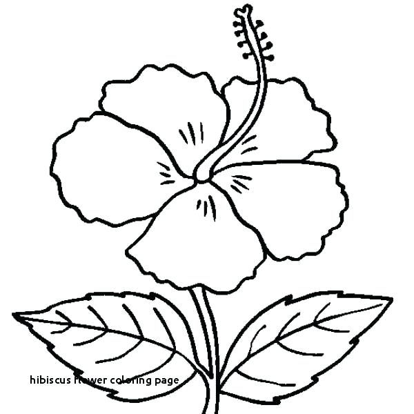 600x600 Hibiscus Flower Coloring