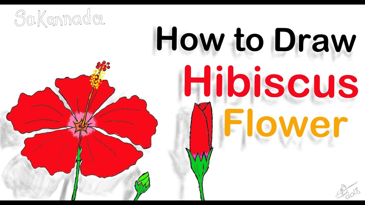 1280x720 How To Draw Hibiscus Flower