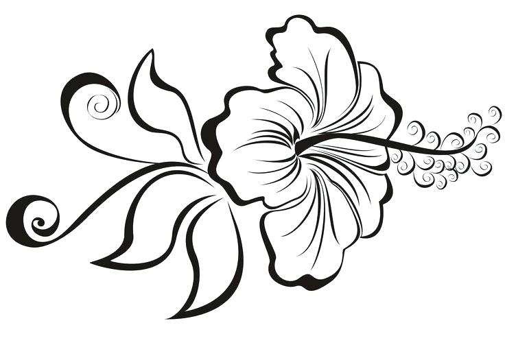 736x519 How To Draw A Hawaiian Flower Step