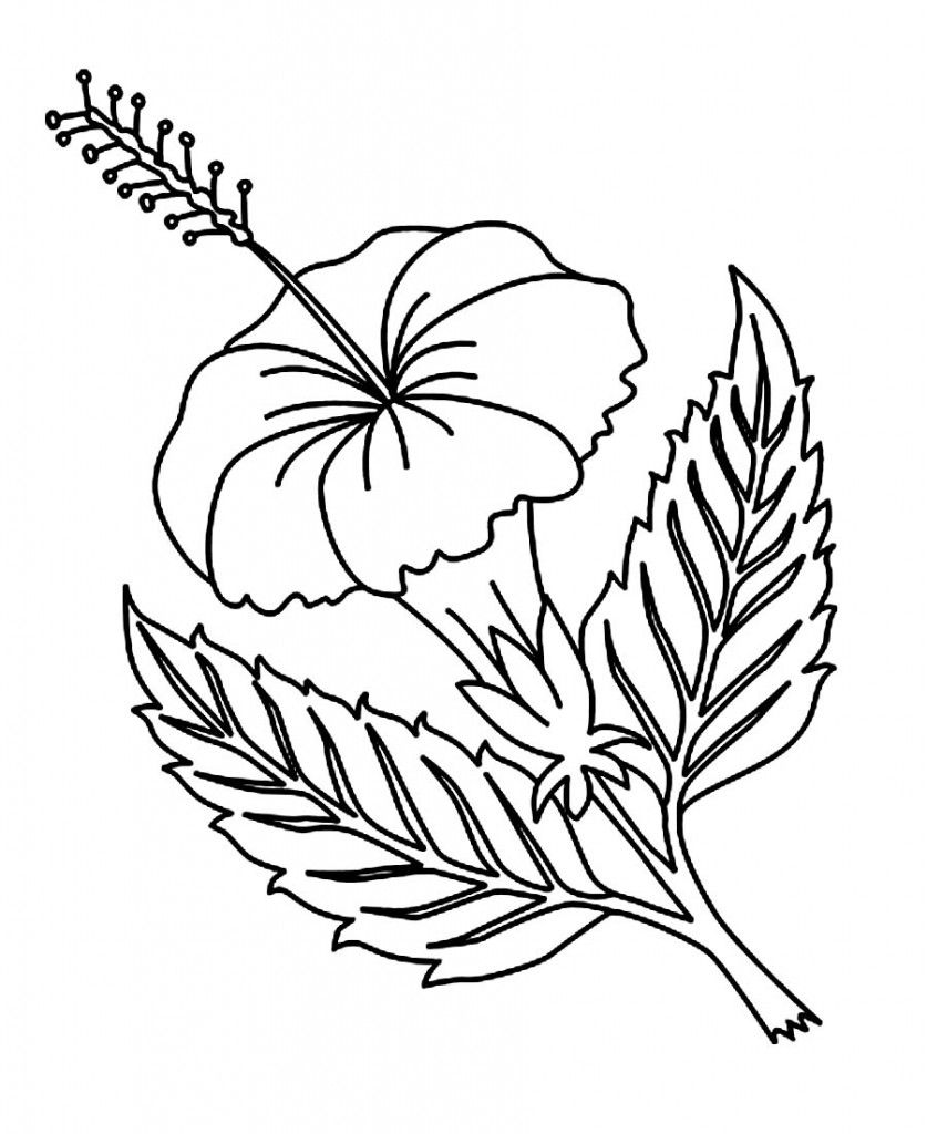 837x1024 Free Printable Hibiscus Coloring Pages For Kids Coloring Pages