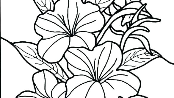 585x329 Hibiscus Flower Coloring Pages