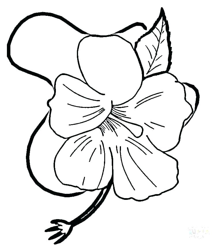 750x852 Simple Hibiscus Drawing Image Simple Hibiscus Flower Drawing