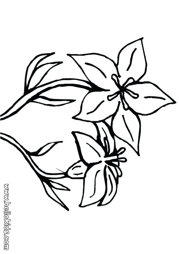 601x850 Drawings Of Hawaiian Flowers