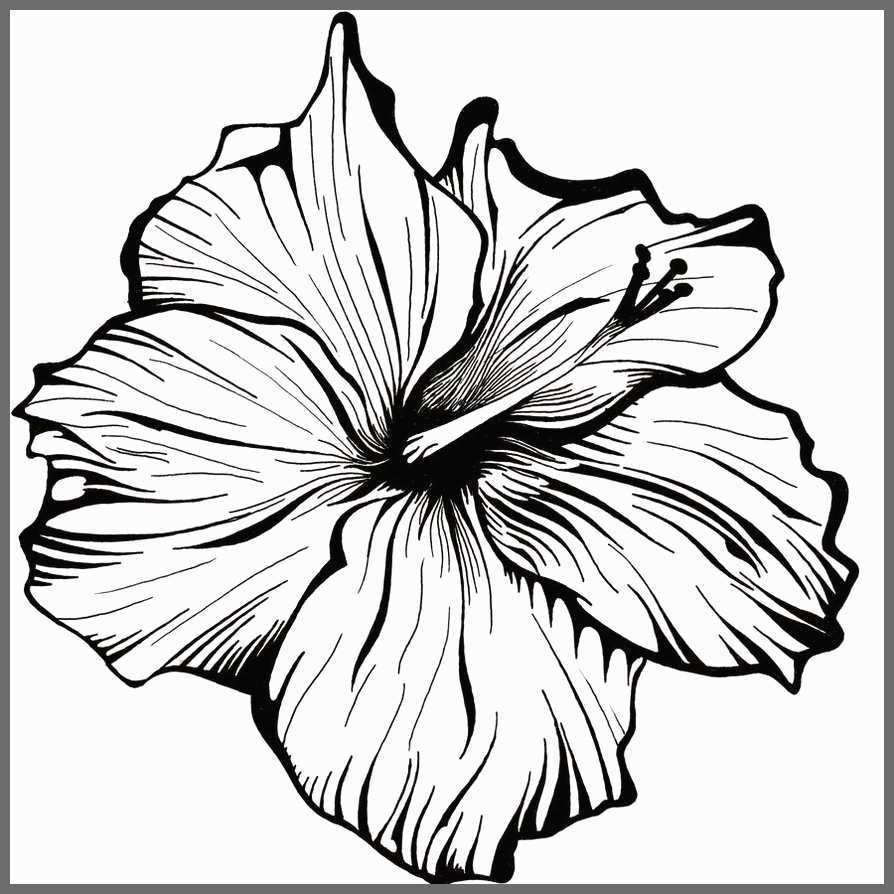 Hibiscus Flower Pencil Drawing Image | Best Flower Site
