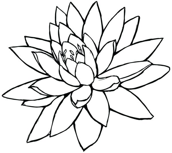 600x536 Lotus Flower Pencil Drawing How To Create A Lotus Flower Drawing