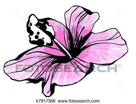 450x344 Hibiscus Sketch