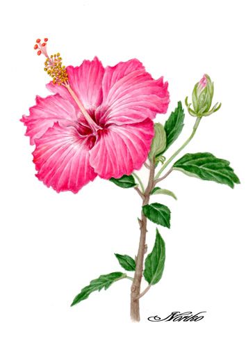354x500 Botanical Art, Watercolors Hibiscus Botanical Drawings