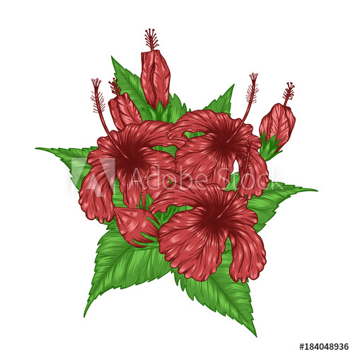 499x500 Hibiscus Flower Vector