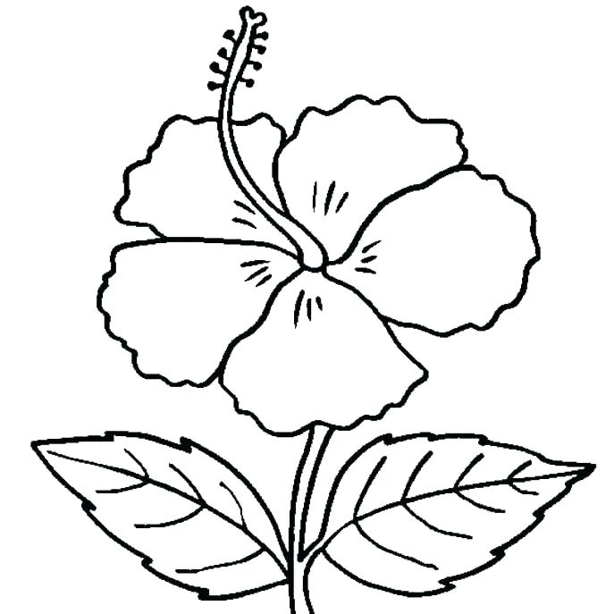 687x687 Printable Hibiscus Coloring Pages Free Flower For Preschoolers