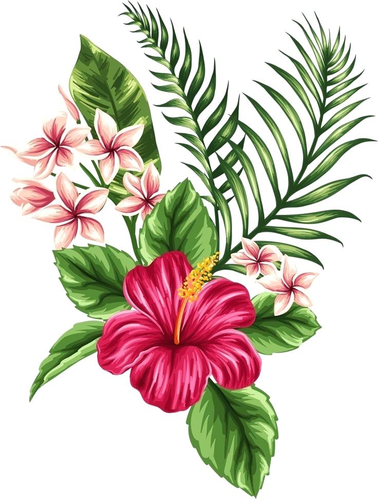 736x971 Drawings Of Hibiscus Flowers