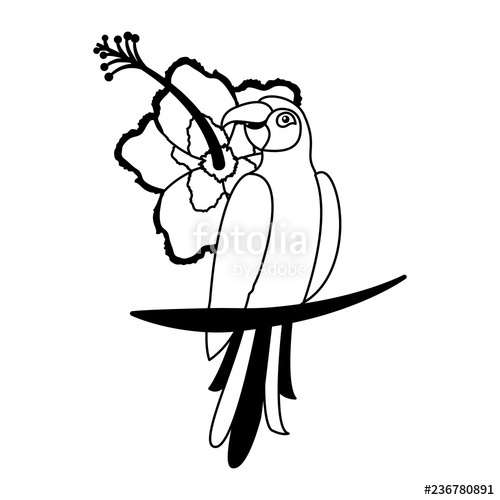 500x500 Exotic Parrot Bird Hibiscus Flower Tropical Stock Image