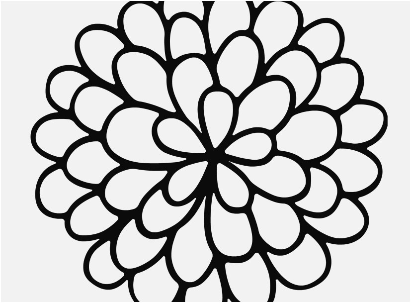 827x609 Flower Print Out Photo Hibiscus Flower Pencil Drawing