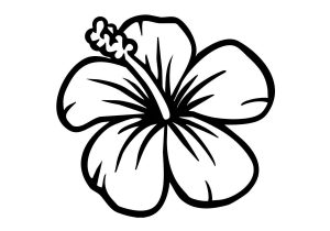 300x210 Hawaiian Flower Sketch Pinpaula Delamielleure Strachan On Tattoo