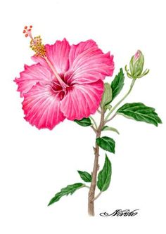 Hibiscus Pencil Drawing | Free download on ClipArtMag