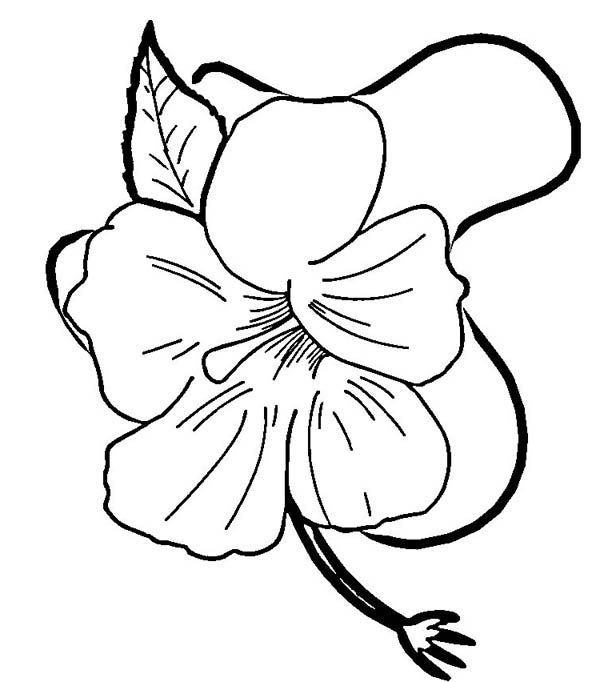 600x682 Cartoon Drawings Of Flowers Hibiscus Flower In Blossom Coloring
