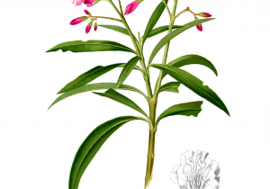 300x210 Hand Made Drawing Of Kaner Flower Hand Made Drawing Of Kaner