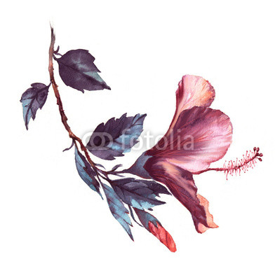 392x400 Hand Drawn Watercolor Floral Illustration Of The Tender White