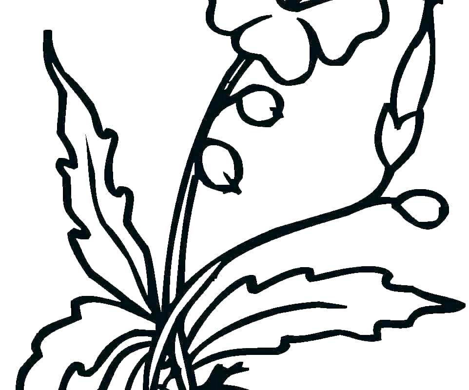 962x800 Hibiscus Flower Coloring Pages