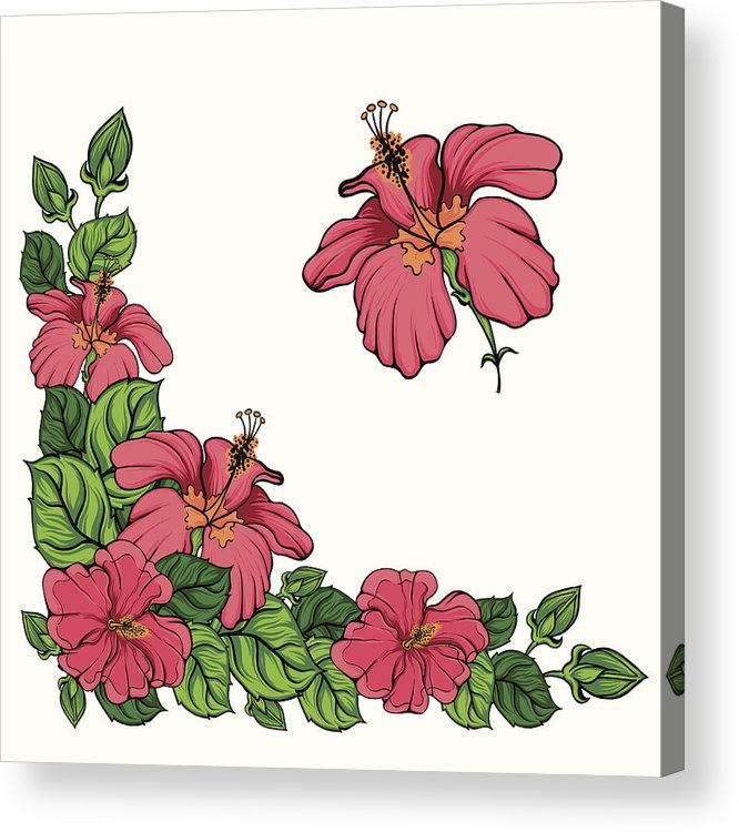 666x750 Hibiscus Flower Corner Vector Acrylic Print