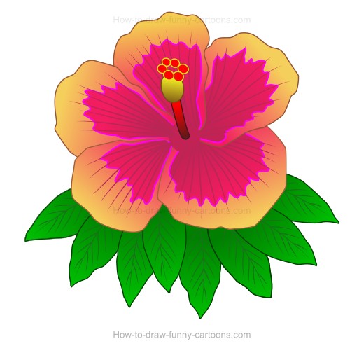 520x504 How To Create A Hibiscus Drawing