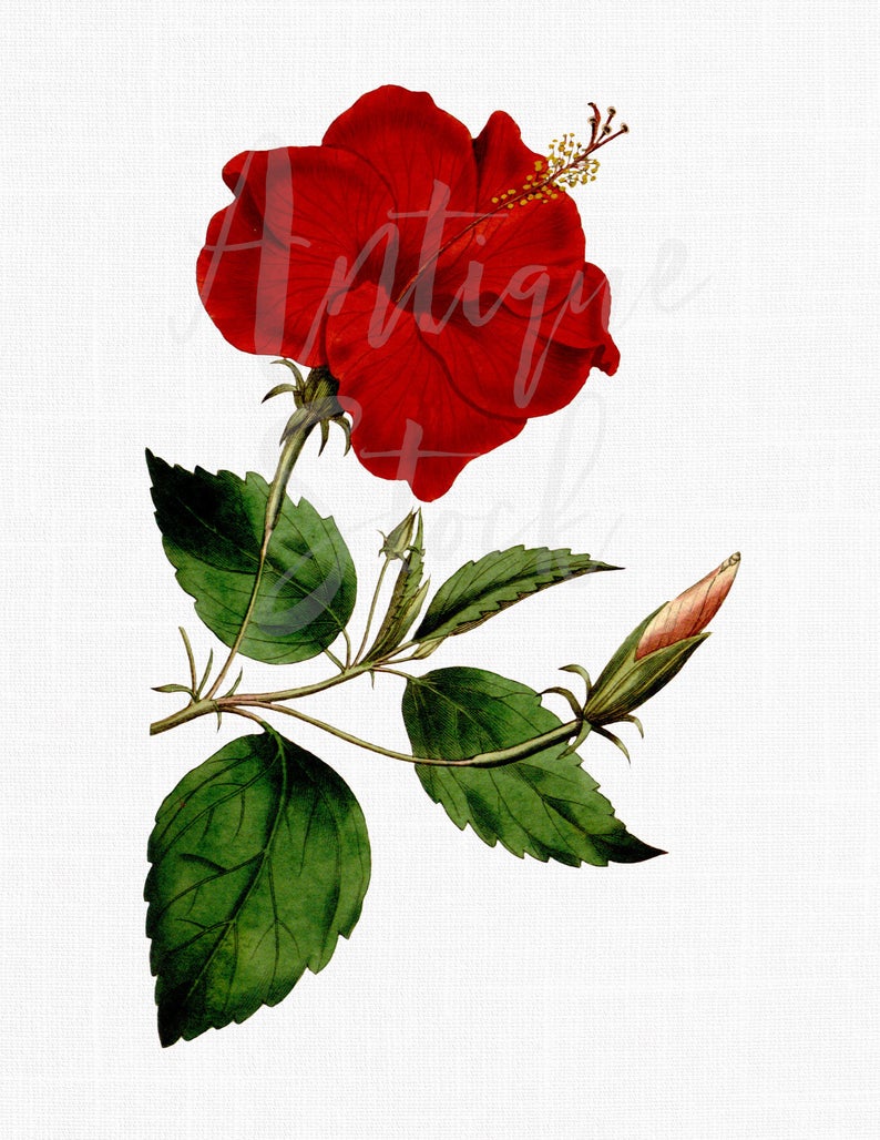 794x1028 Red Hibiscus Flower Image Hawaiian Hibiscus Etsy