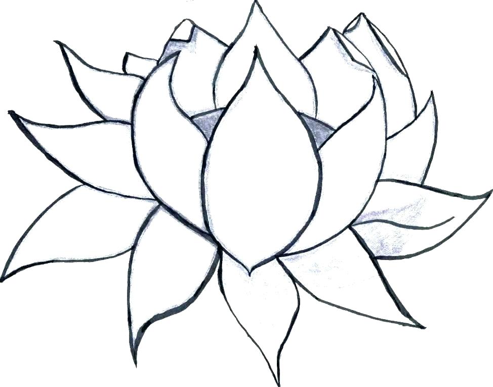 974x765 Hibiscus Flower Coloring Sheet