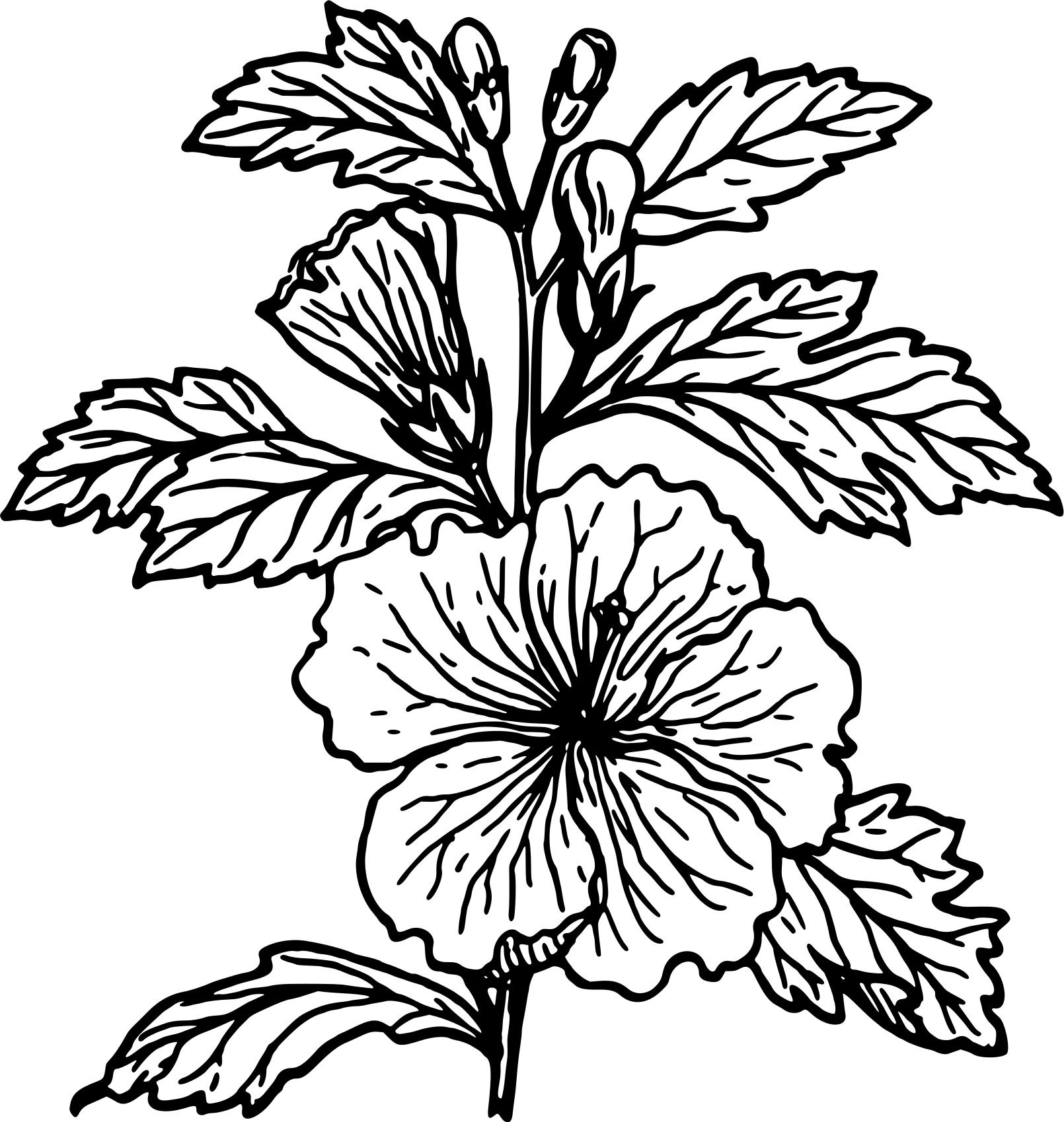 1610x1699 Hibiscus Drawing Stem For Free Download