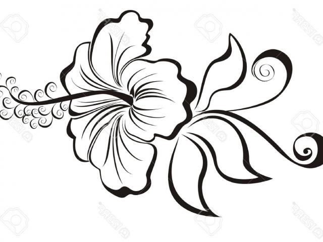 640x480 Flower Tattoo Clipart Hibiscus