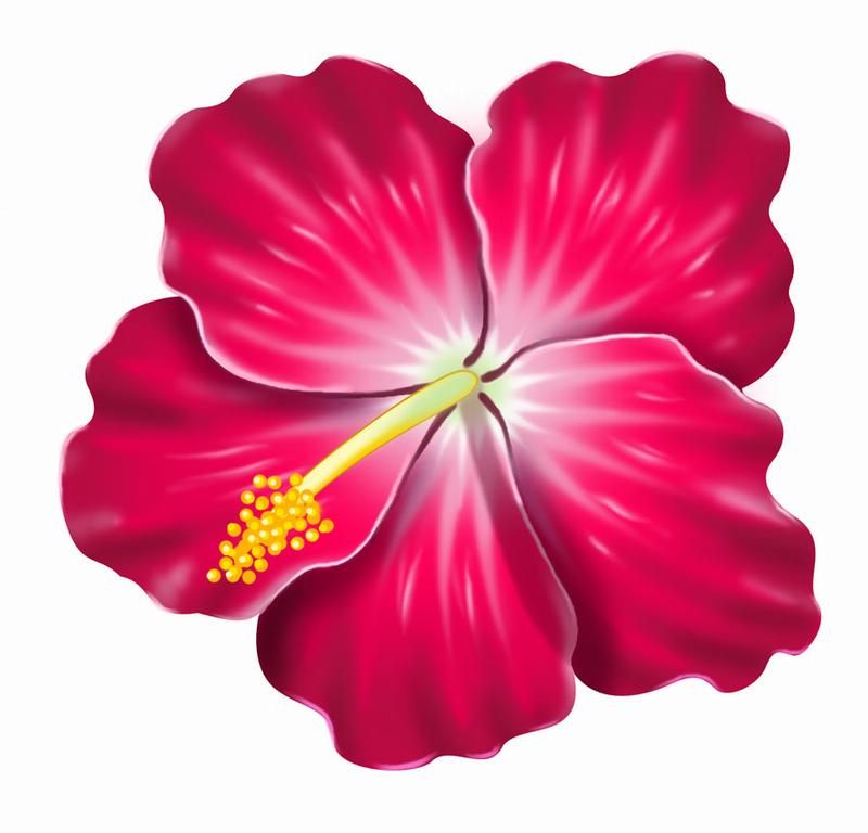 800x768 Free Clipart Hibiscus Tattoo And Hawaiian Flowers