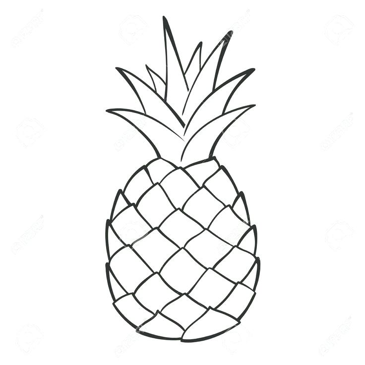736x736 Pineapple Drawings Pineapple Drawing Step