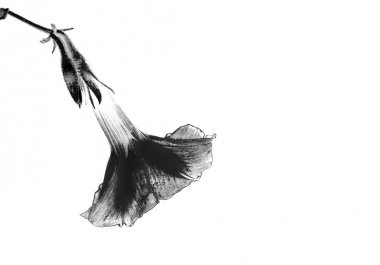 380x265 Browse Our Royalty Free Locally Sourced Stock Photos For High Key