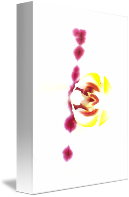 427x650 High Key Flower Looks Like A Japanese Drawing