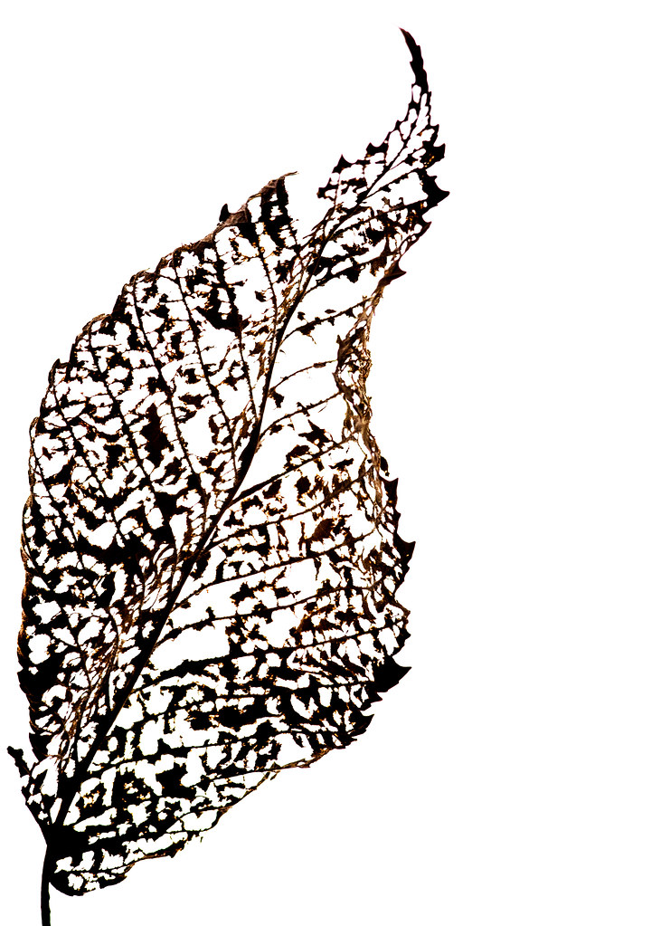 731x1023 Macro Mondays August High Key Shreya