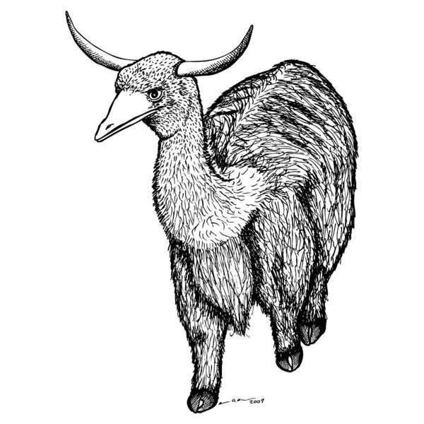 600x600 Highland Cow Drawings Fine Art America