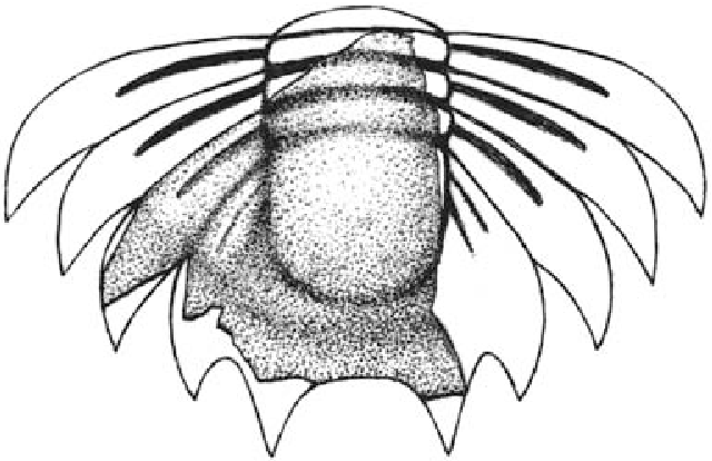 640x414 Figure From Cambrian Biostratigraphy Of The Tal Group, Lesser