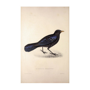 300x300 Myophonus Temmenckii Birds From The Himalaya Mountains Drawing