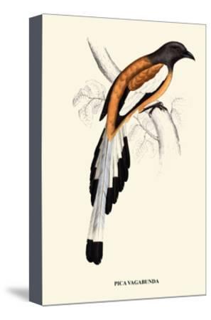 297x450 Pica Vagabunda A Century Of Birds From The Himalaya Mountains Art