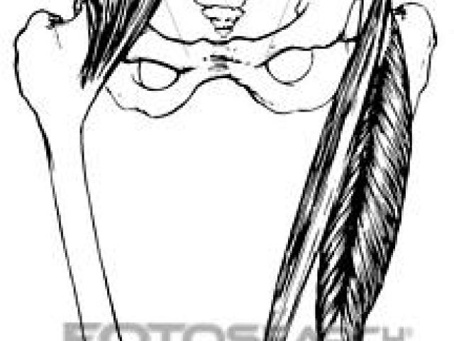 640x480 Free Hip Clipart, Download Free Clip Art