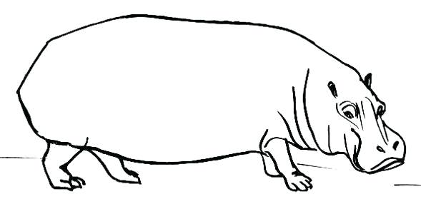 589x307 Hippopotamus Drawing
