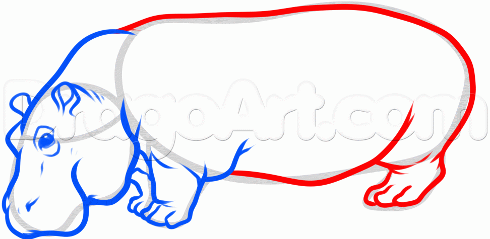 972x475 How To Draw A Hippo, Step