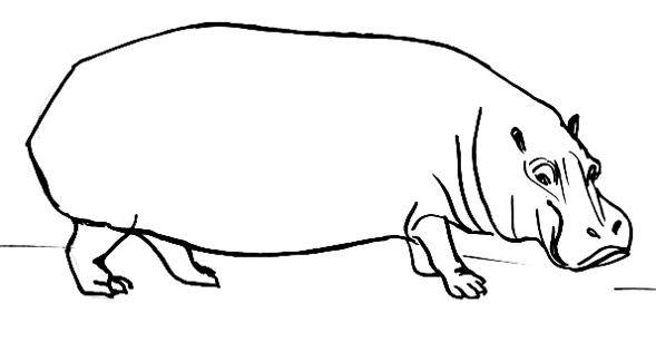 589x307 How To Draw A Hippo