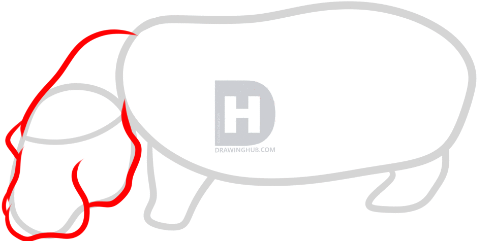 972x475 How To Draw A Hippo, Step
