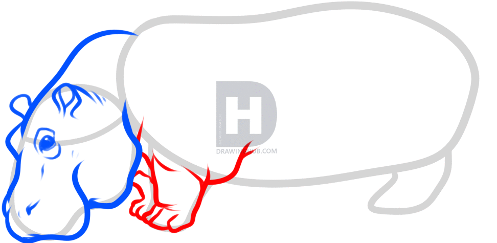 972x475 How To Draw A Hippo, Step