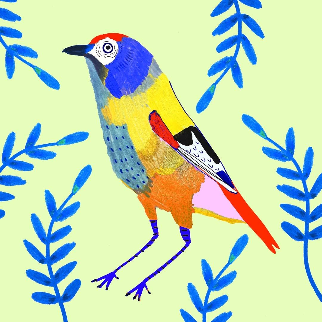 1080x1080 Bird Illustration, Artwork, Illustrator, For Hire, License, Art