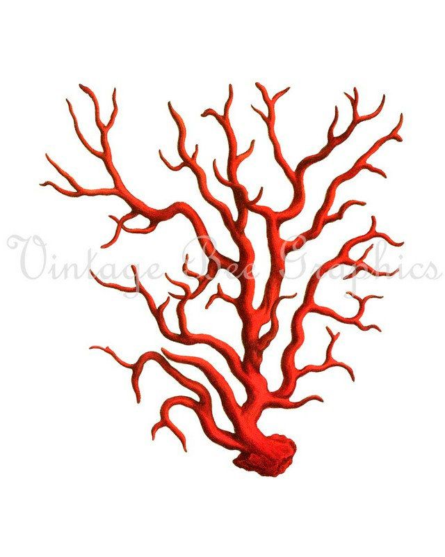 640x800 Vintage Red Coral Sea Life Natural History